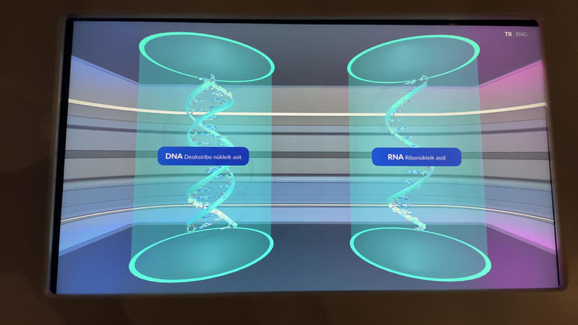 Interactive DNA/RNA Application